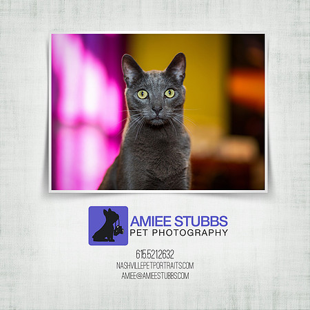 Nashville Pet Photographer