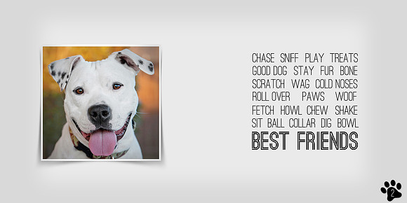 Nashville Pet Photography