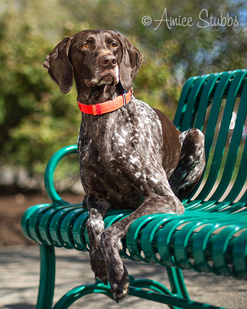 Nashville Dog Photographer