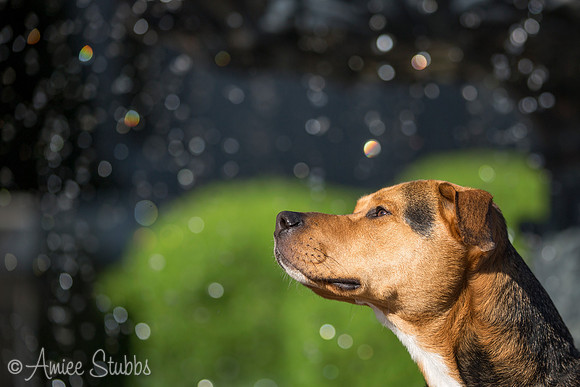 Nashville Dog Photographer