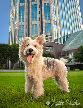 Nashville Dog Photographer