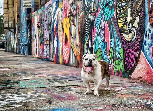 New York  Dog Photography