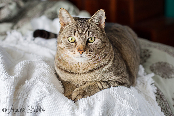 Cat Photography